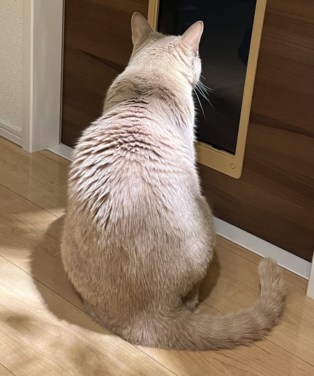 okotamaru's tweet photo. #拡散希望
#迷い猫
#情報求む

全く情報が入りません…

些細な事でも構いませんので連絡をお願いします

・野良猫が多い場所を知っている
・餌を与えてい人を知っている

こっそり情報をいただけると幸いです

#埼玉県 #富士見市 #渡戸 #ふじみ野市 #苗間 #砂川堀 #みほの幼稚園 #みほの商店街 https://t.co/mUE3To1KN8