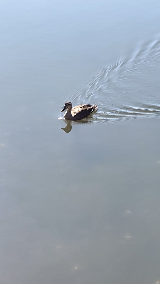 NAO（なおっち） (@super_snoopy) / Posts / X