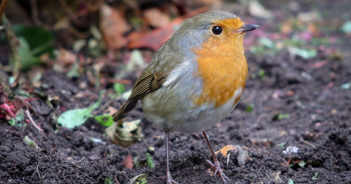 AllForGardening's tweet image. Gardeners urged to leave 85p item ...
 
allforgardening.com/1530213/garden…
 
#Animals #Autumn #BirdTable #Birds #ColdWeather #Feeding #Foodsection