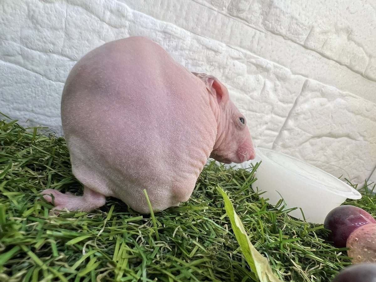 hamucharapi's tweet photo. ダイリュートゴールデン🧡
色、ノーマルより薄いパステルみたいな色
チークフラッシュ等は綺麗なブルーの色
2枚目ブルー、ディンジーやブラックとは全く違う色味💙
3枚目、ただのキンタマ🫰 https://t.co/qOiQnn0XqS
