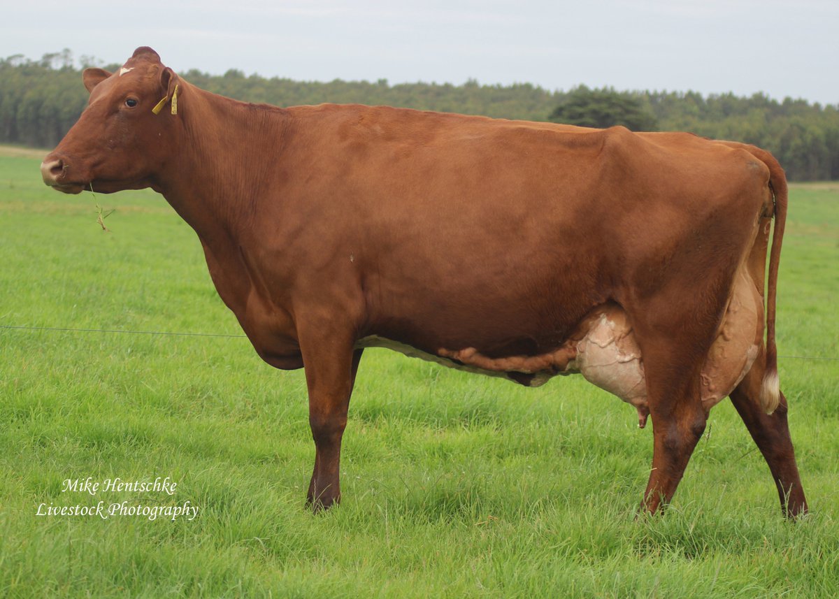 Hamiltons_Run's tweet photo. Matilda family waltzes off to #idw!

In a 1st for us, one of our Matilda heifers will be 4 sale @ International Dairy Wk 26.

Pictured here is Cluain 4909 Matilda (ET) dam of Cluain 6239 Matilda going to IDW.

Photos by Mike Hentschke Livestock Photography.

#reddairycows https://t.co/6qH7rGoGoh