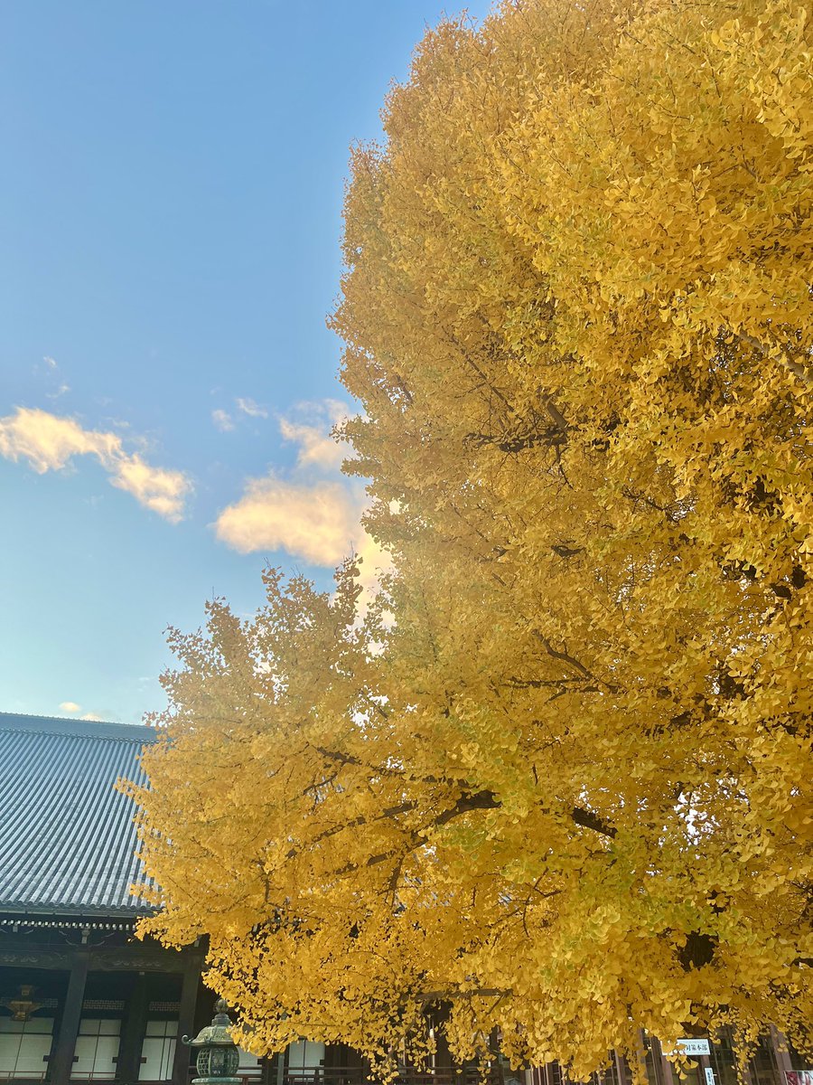 intergate_kyoto's tweet photo. 西本願寺の阿弥陀堂前のイチョウ🍂　

樹齢は数百年ともいわれ、
京都市の天然記念物にも指定されているご神木🌳

京都には紅葉の名所がたくさんありますが、
このイチョウの圧倒的な存在感は特別です✨

ホテルからはバスで約20分、
京都駅からは徒歩約17分ですので
ぜひ行ってみて下さいね💁🏻‍♀️ https://t.co/eiOOrNcYOO
