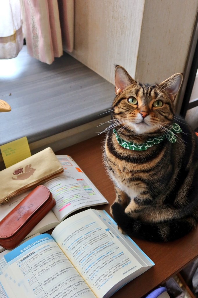 すっかり冬の装いになりましたニャ
モコモコですにゃん😸
#にゃんすたぐらむ