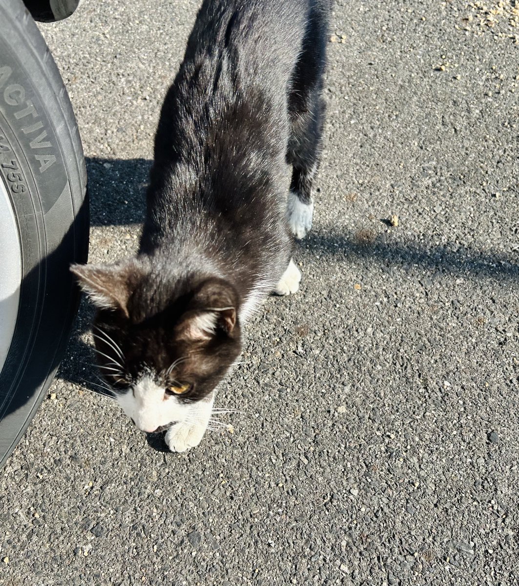 猫ォ……猫ォ……猫ォ……