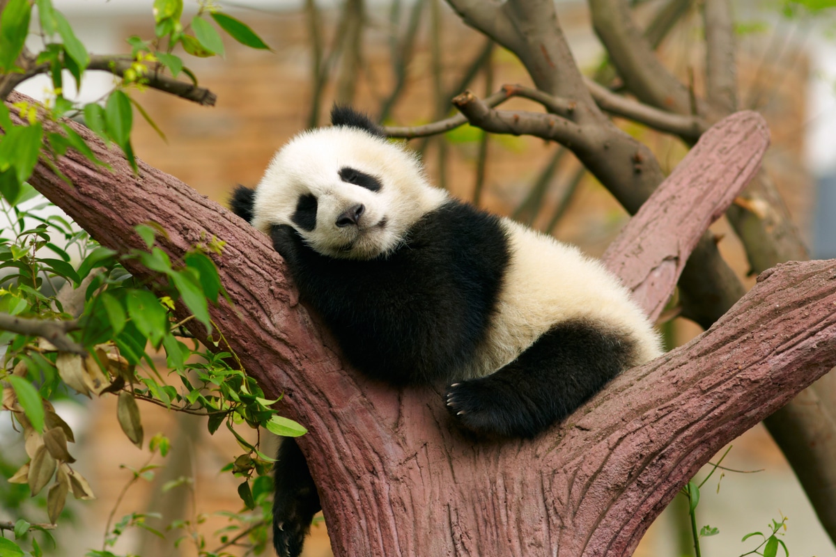 gufopit's tweet photo. @PasqualeR_ITA i Panda! https://t.co/9y8DFOcmXf