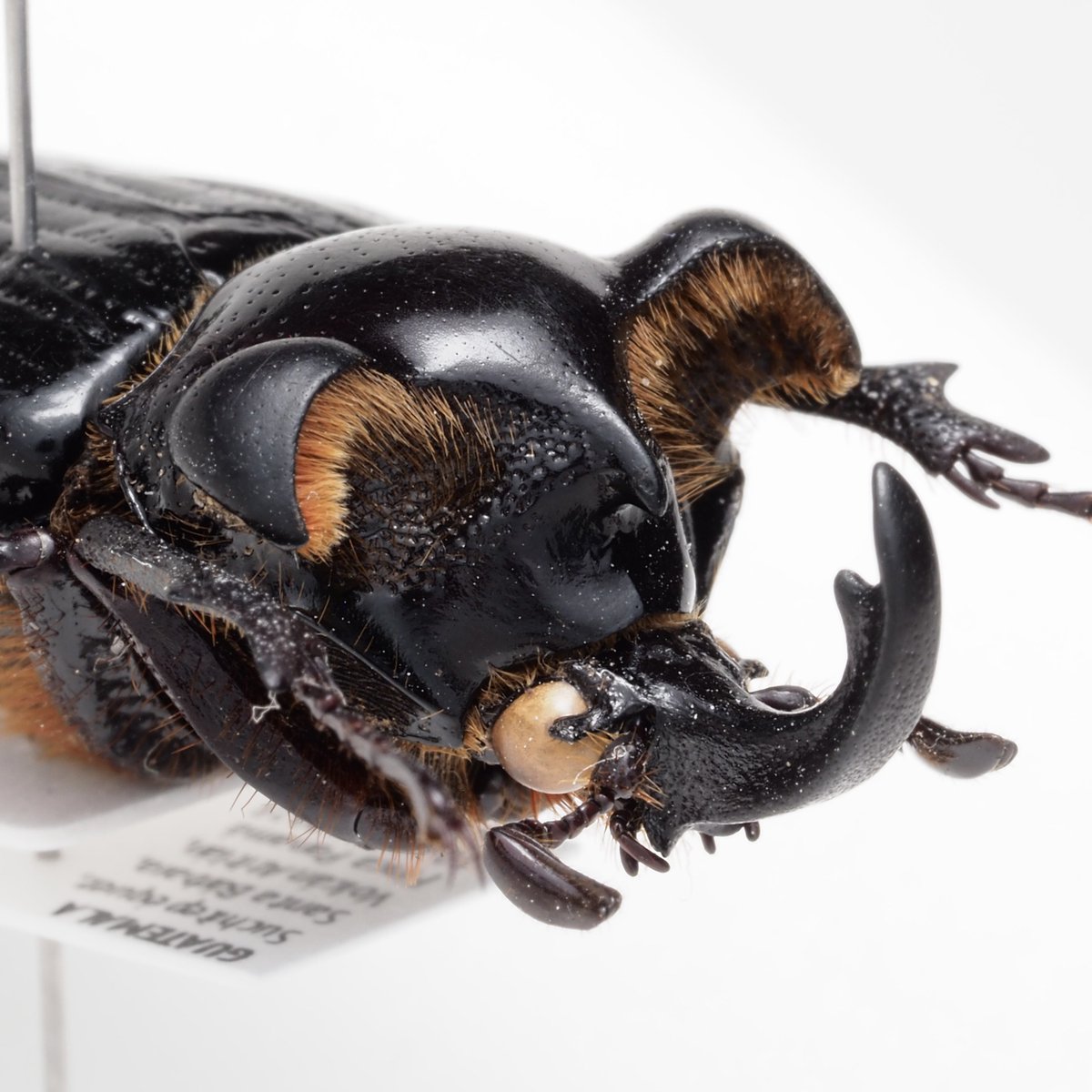 Pantodinus klugi グアテマラの異形トラハナムグリ、耳が垂れた犬…🐶