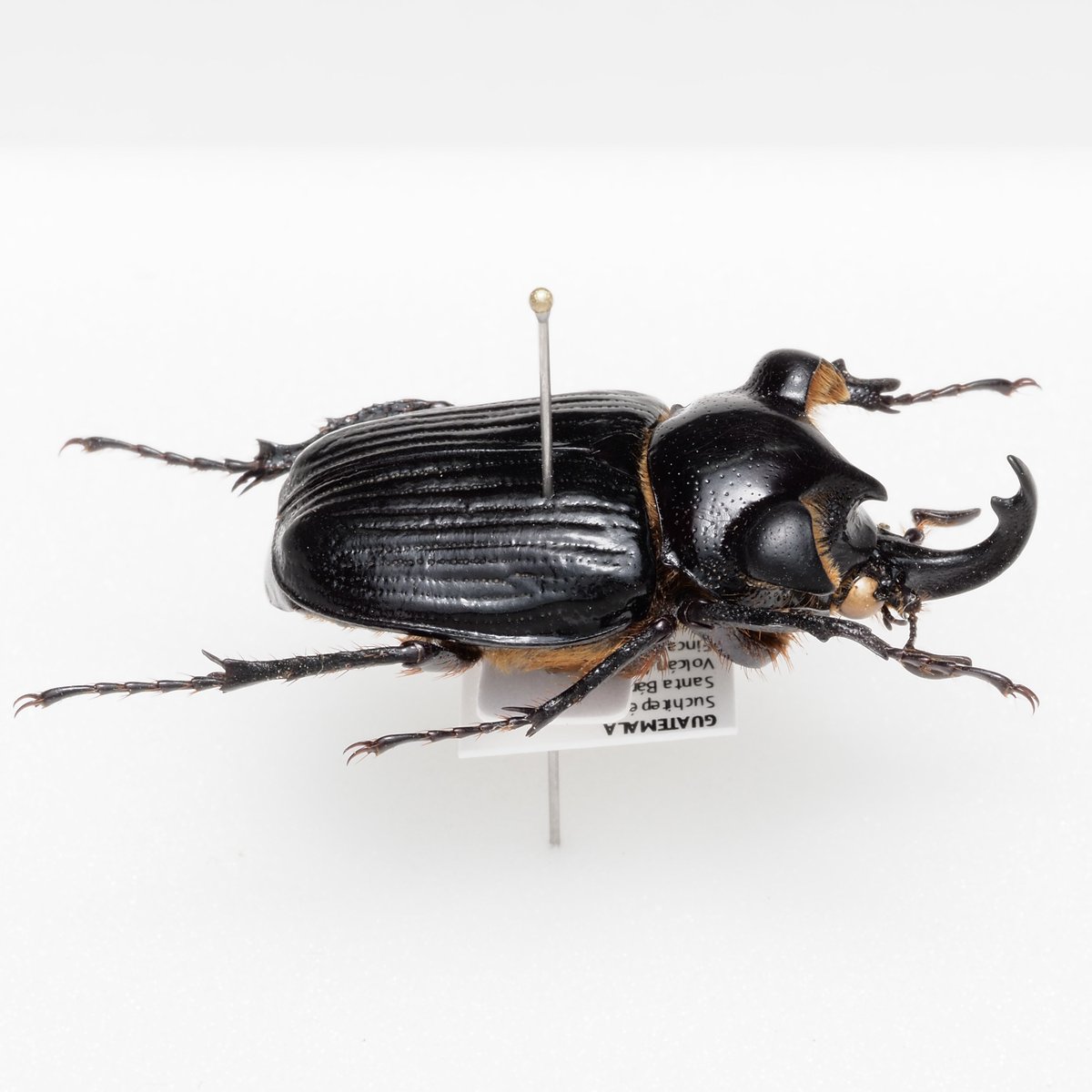 Pantodinus klugi グアテマラの異形トラハナムグリ、耳が垂れた犬…🐶