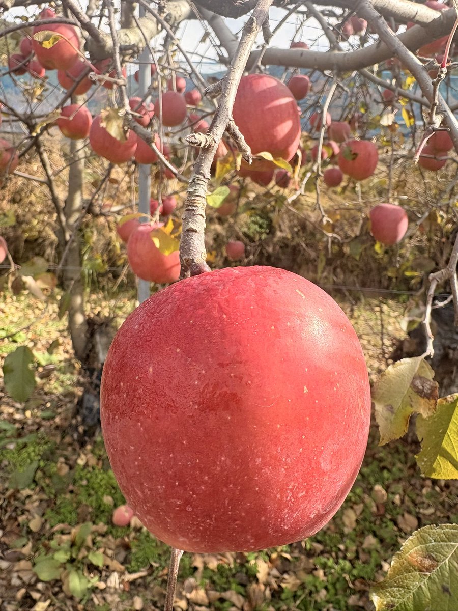 安納芋ミニパフェ終了しました
近々りんご祭り開催です
もうしばらくお待ちください

本日6日もう少しランチご用意可能です
7日(日) △…大きいお席埋まってます
8日(月) ◎
9日(火)〇
ご予約ご来店お待ちしております