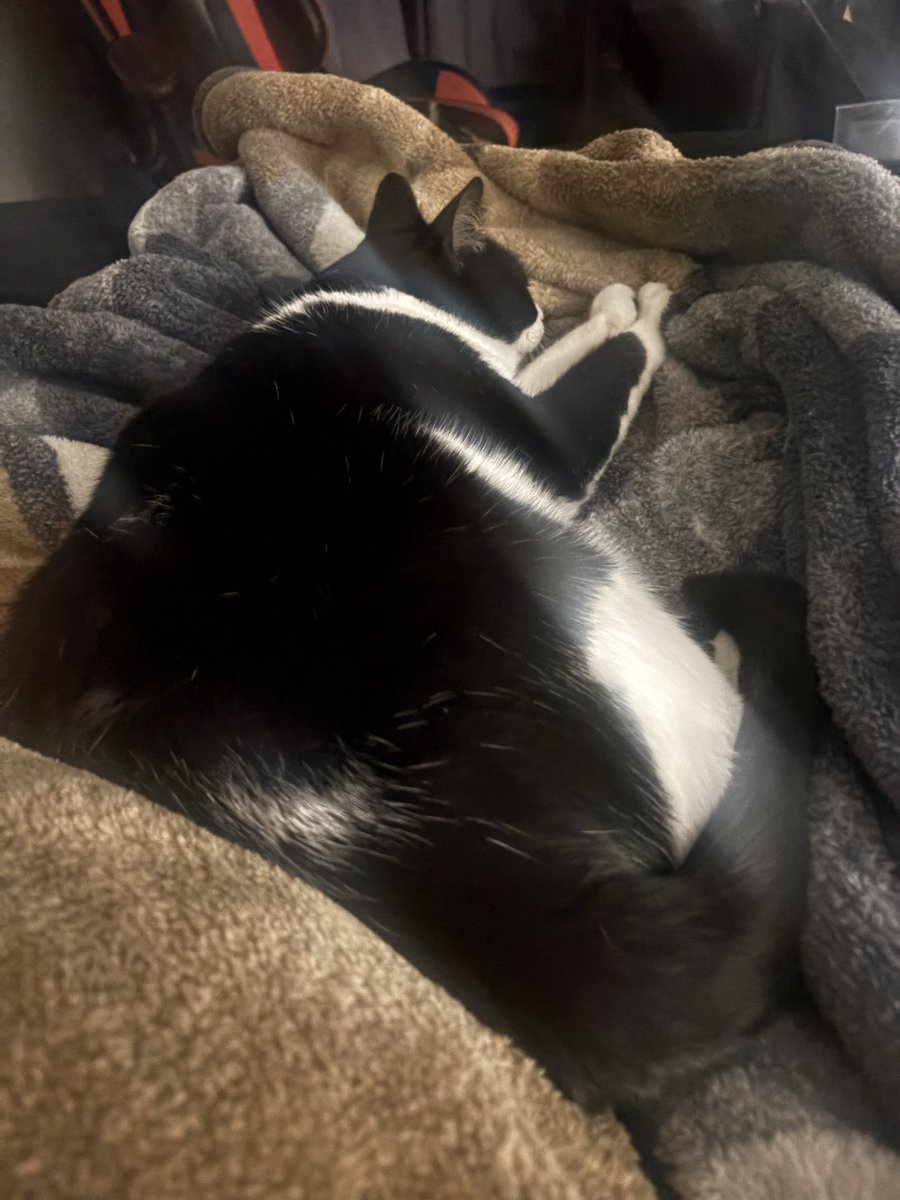 TimothyTheFoxAD's tweet photo. Yippeee over 100 followers :3 I’ll try to find something special to do soon to celebrate. Anyways ik today is supposed to be femboy Friday, but I’m very lazy rn. So have Kibby :3 #femboys #Cat https://t.co/SbjaViEi9D