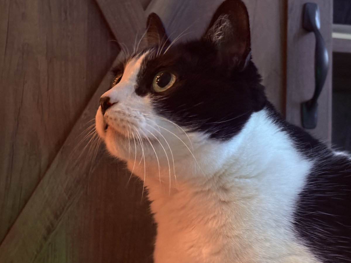 TimothyTheFoxAD's tweet photo. Yippeee over 100 followers :3 I’ll try to find something special to do soon to celebrate. Anyways ik today is supposed to be femboy Friday, but I’m very lazy rn. So have Kibby :3 #femboys #Cat https://t.co/SbjaViEi9D