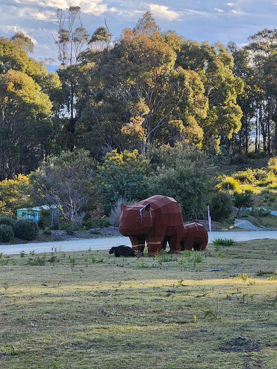 WomSAT's tweet photo. 🐾✨ #WombatWeekend with #GravellyBeachMetalwork
Perfect timing at Freycinet Resort! A curious wombat wandered over to happily graze right beside two corten steel wombat sculptures. When art meets nature it’s a magical moment💚 #Wombats #WildlifeMeetsArt https://t.co/aQf3gSnc5t https://t.co/iSot2ecWfK