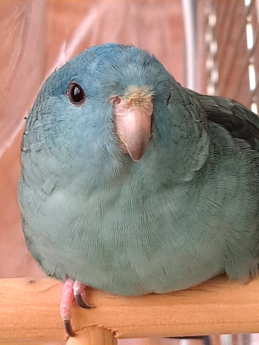 linnie_IZUMO's tweet photo. もっふり❤
私の宝物は今日も可愛い

#サザナミインコ #parakeet #インコ #出雲 #鳥 #Lineolatedparakeet #사자나미 https://t.co/qUOryeSifd