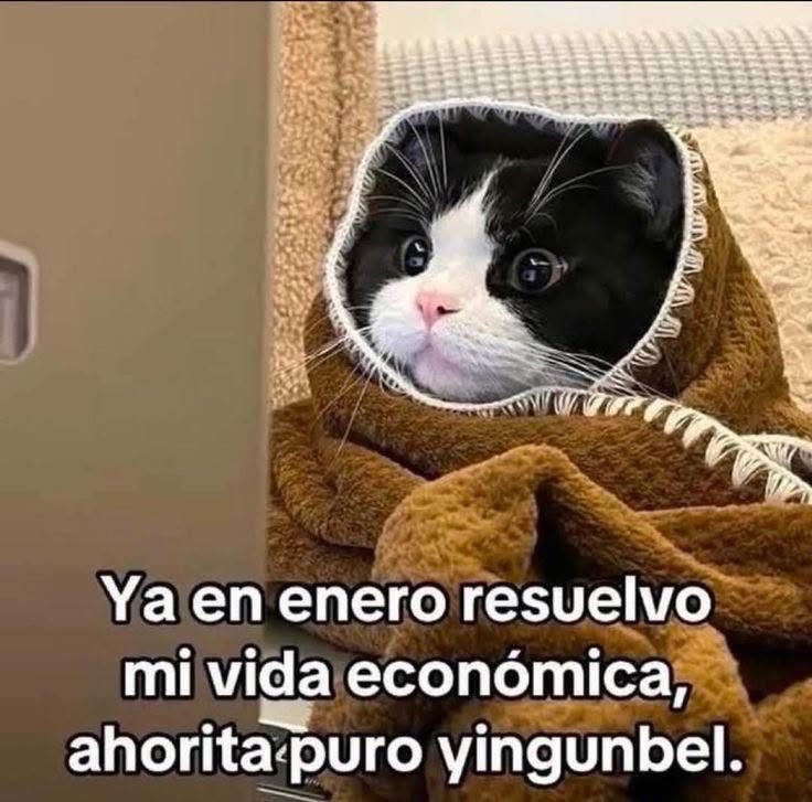 Dilo con gatitoz (@dilocongatitoz) on Twitter photo 