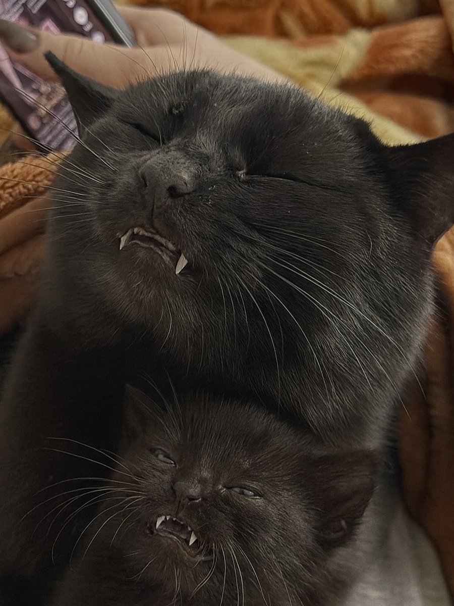 smol silly cat (@catsillyness) on Twitter photo 