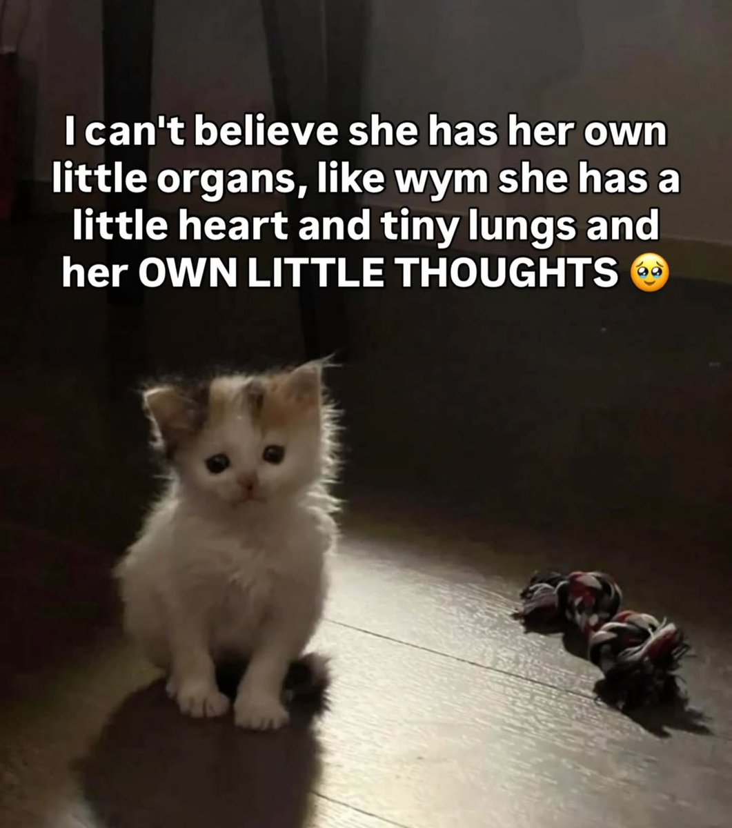 Catsillyness's tweet image. 