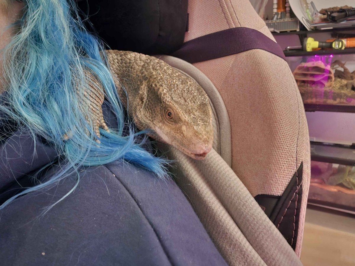 This is Atticus' favorite spot, it must be warm behind my neck. He will hang out like this with me for hoooourrrssss