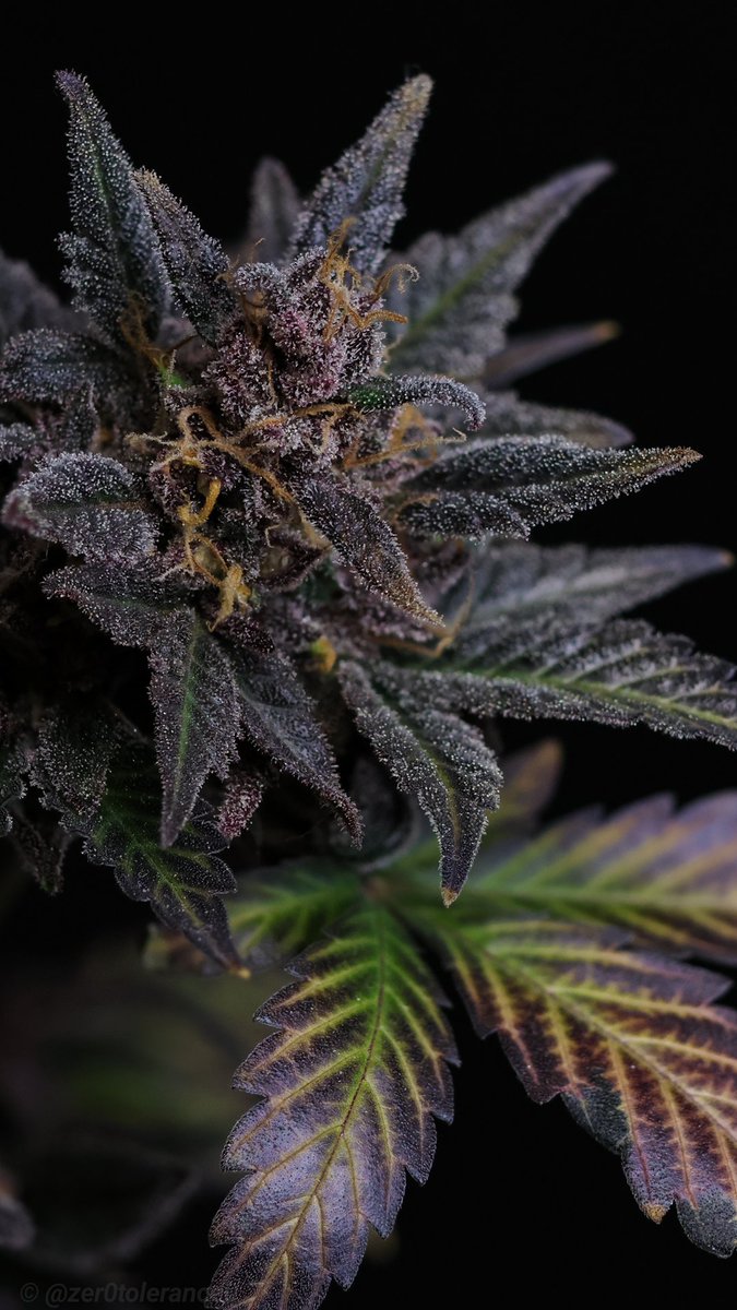 I let this one get extra ripe as I waited for the seeds to mature. Now to finally see if I prefer the purple or green pheno better. Hope you all have a great weekend 🤘🌱