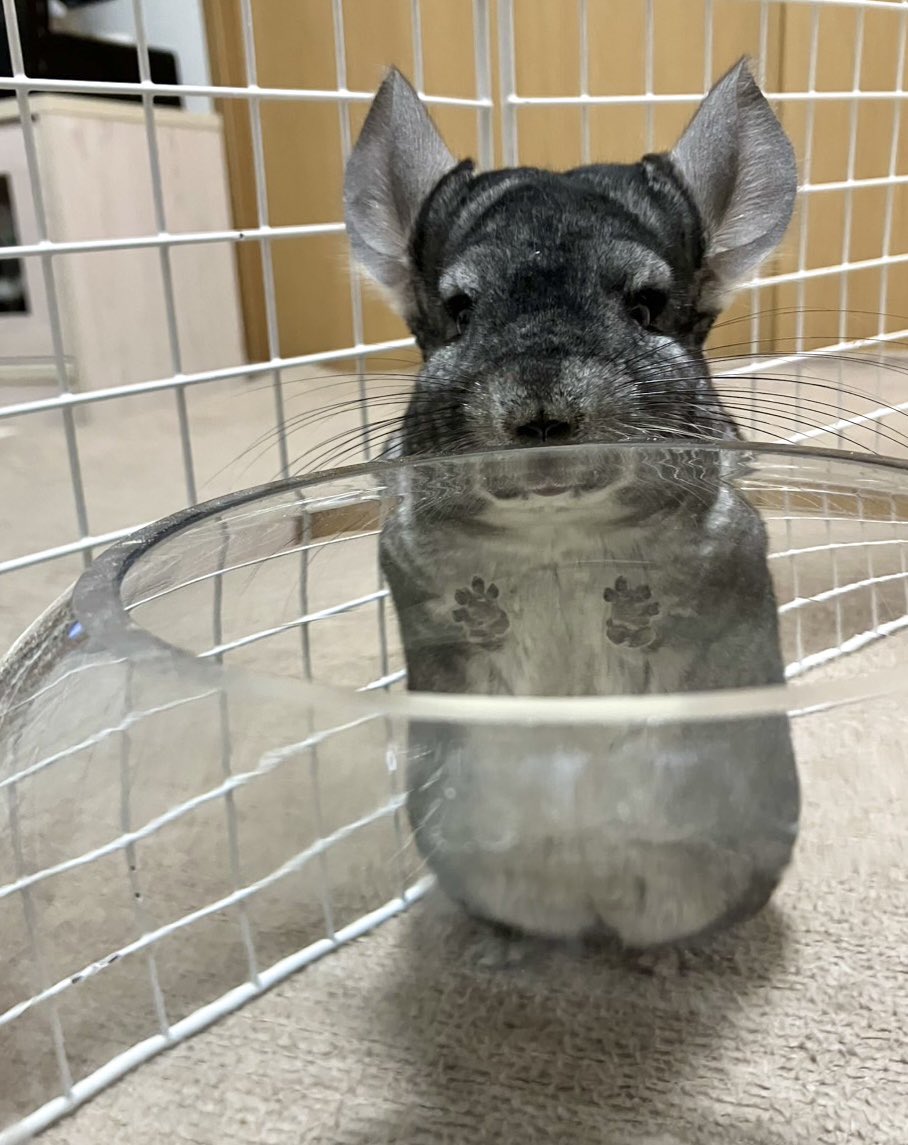 ちーこっこ🐭 (@koyukineko9) / Posts / X