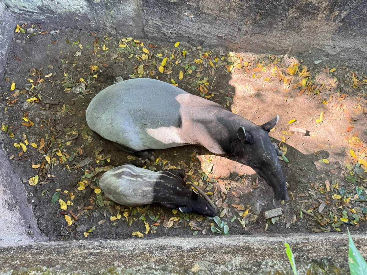 น้องแตงไทย ลายบนลำตัวเริ่มจางลงเรื่อย ๆ แต่ความน่ารักยังไม่เคยลดเลยสักนิด! ใครคิดถึงน้อง แวะมาชมความคิ้วท์ได้ที่สวนสัตว์เปิดเขาเขียว ชลบุรี

#สมาชิกใหม่ #ลูกสมเสร็จ
#แตงไทย #Tangtai
#สัตว์ป่าสงวนของไทย 
#สวนสัตว์เปิดเขาเขียว #ชลบุรี