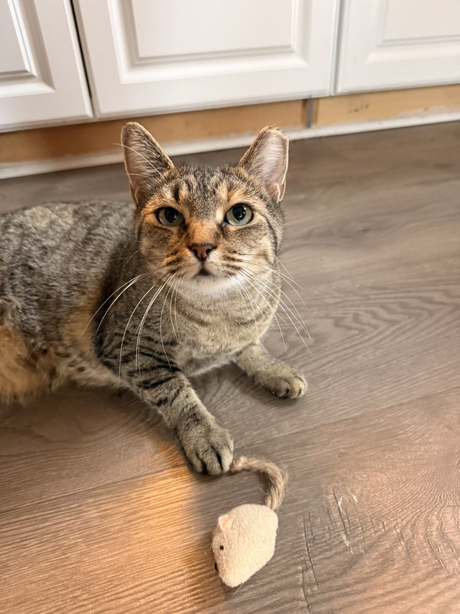 Kitty appreciation post🙂‍↕️