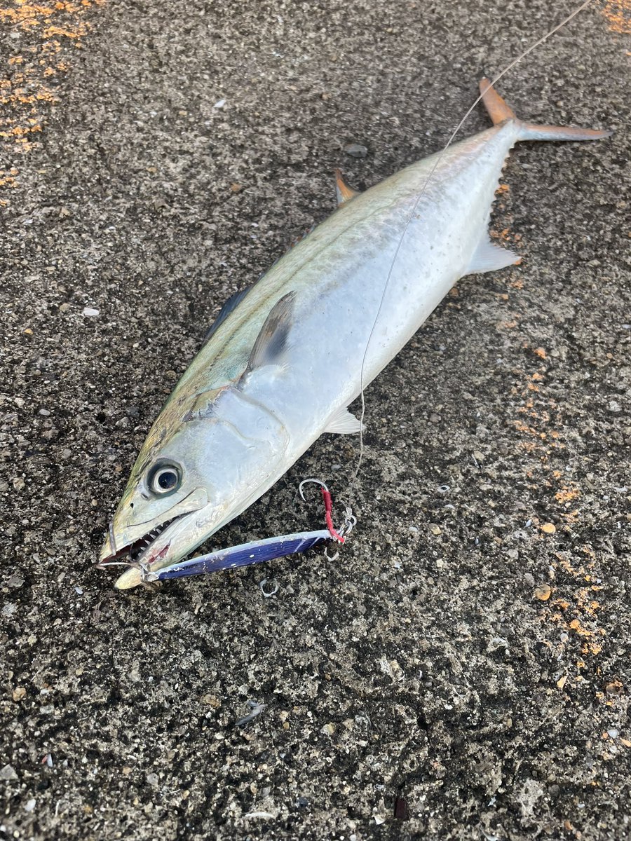 メジャークラフト株式会社 (@info_majorcraft) / Posts / X