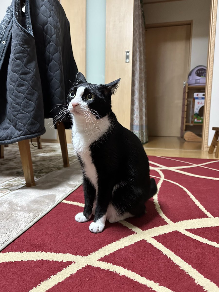 今朝の猫氏