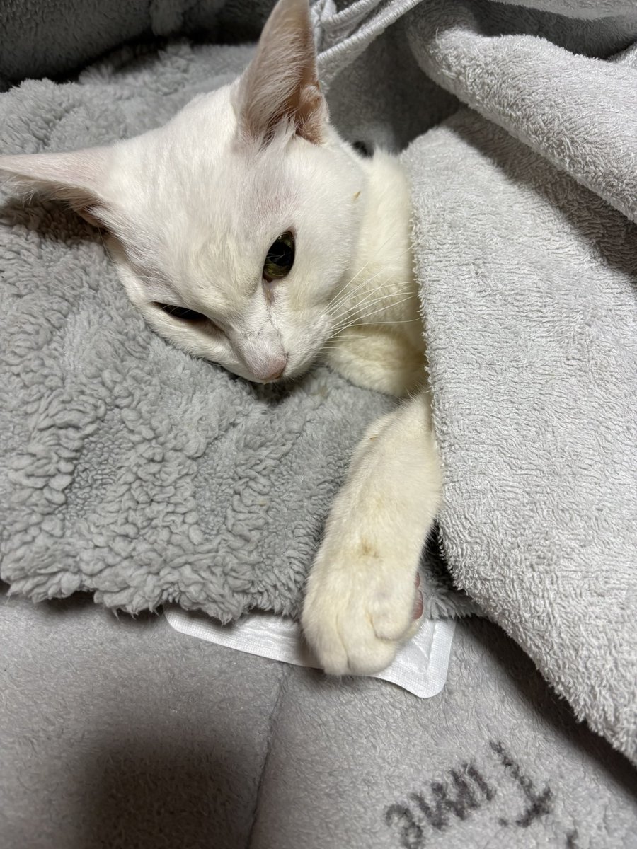 キジトラ猫α (@j6i3x4) / Posts / X