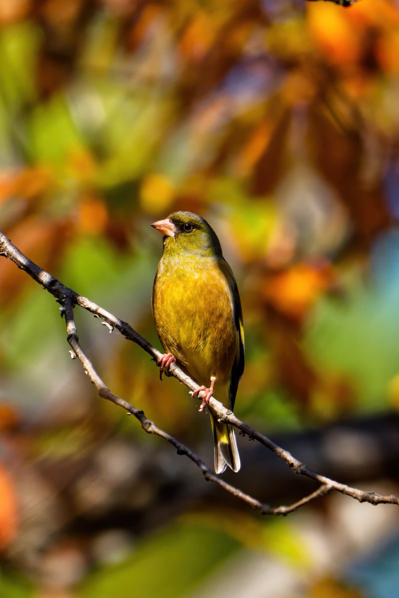 giveo212121's tweet photo. まだα1II帰ってこない。。。 久々にα1+ロクヨン
#DxoPhotoLab8
#FE 600mm F4 GM OSS + 1.4X Teleconverter
#これソニーで撮りました
#SonyAlpha https://t.co/uNChWzBMMr