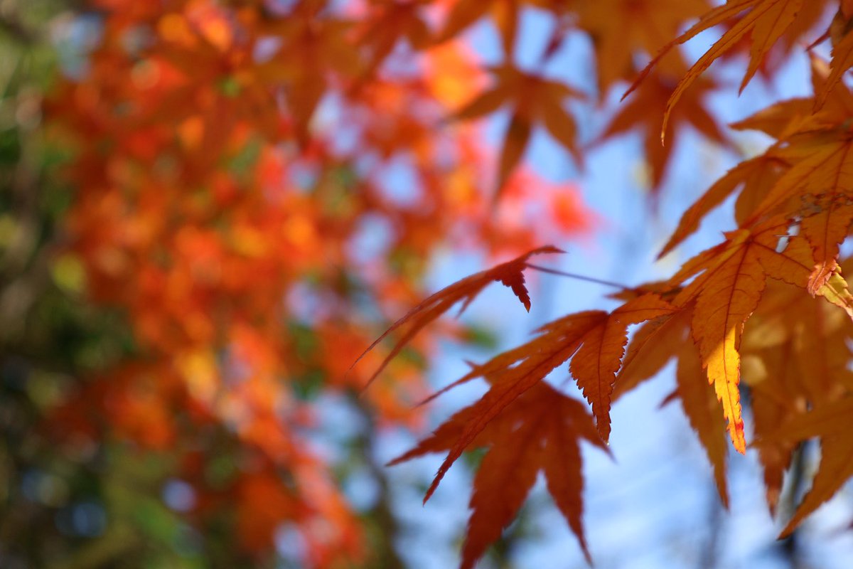 #写真好きと繋がりたい #紅葉
#写真撮ってる人と繫がりたい