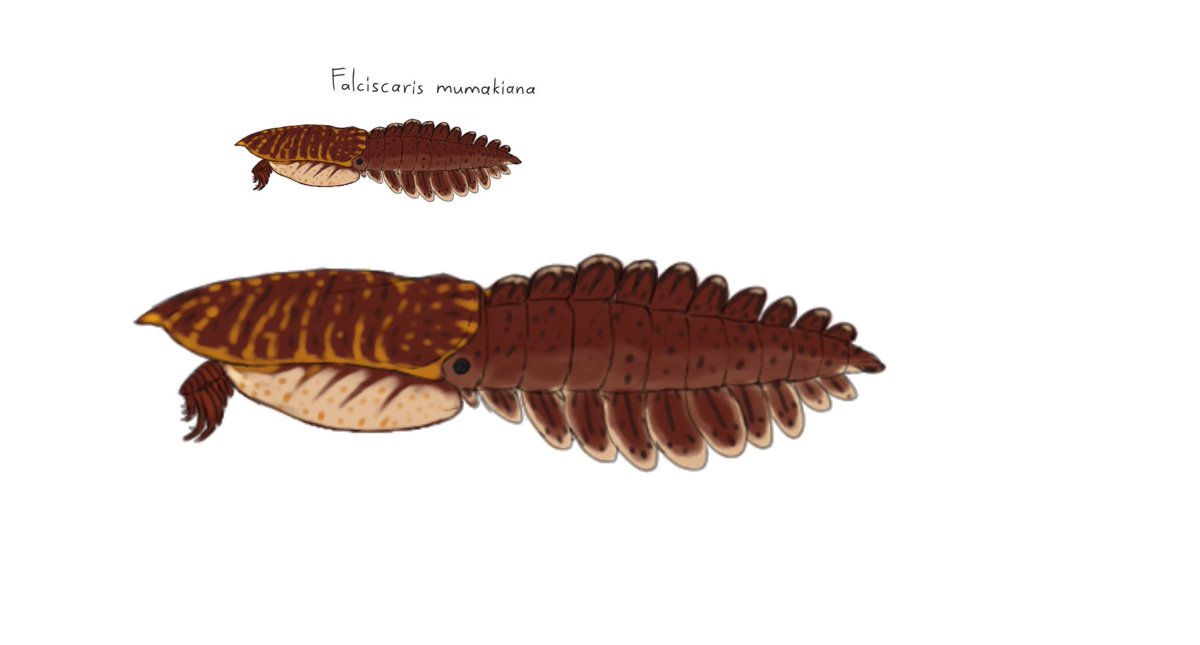 alphaxenopete82's tweet photo. Flaciscaris mumakiana
#radiodonta #paleoart https://t.co/g4q3Yuuayo