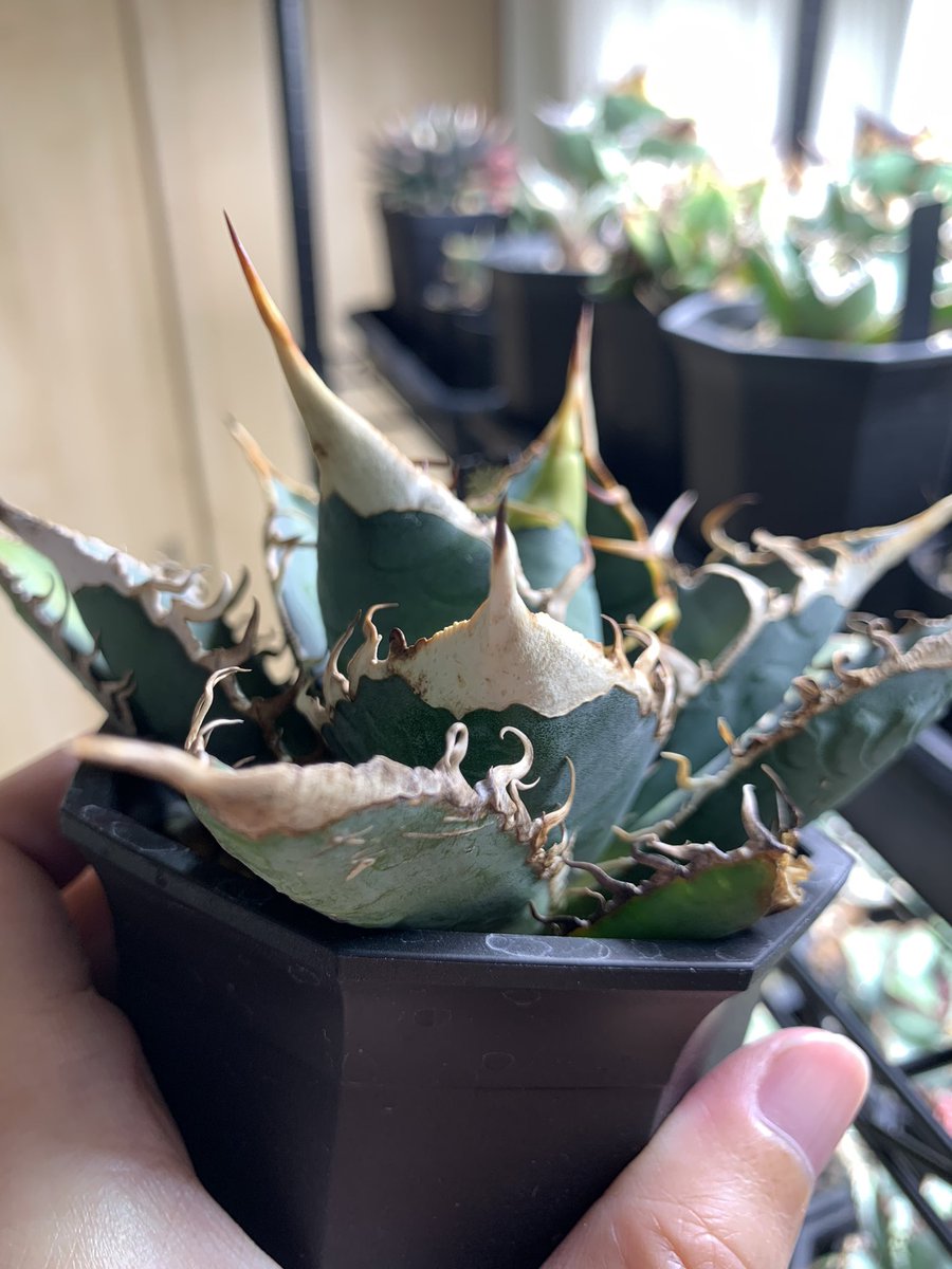 グッド多肉（goodtaniku） (@xiejunxian6990) / Posts / X