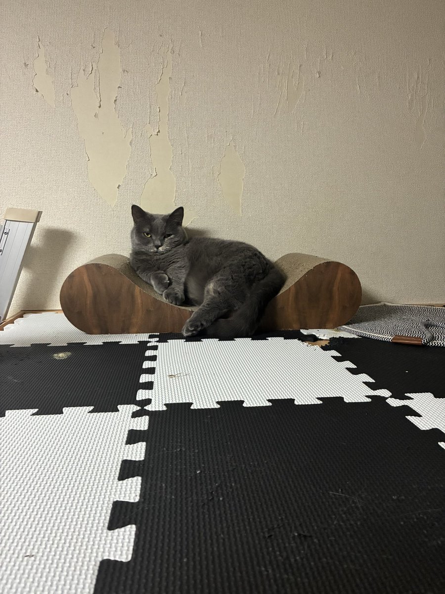 daisekiss's tweet image. 女王様の風格👑✨･:*+.\(( °ω° ))/.:+✨

#猫 #cutecat