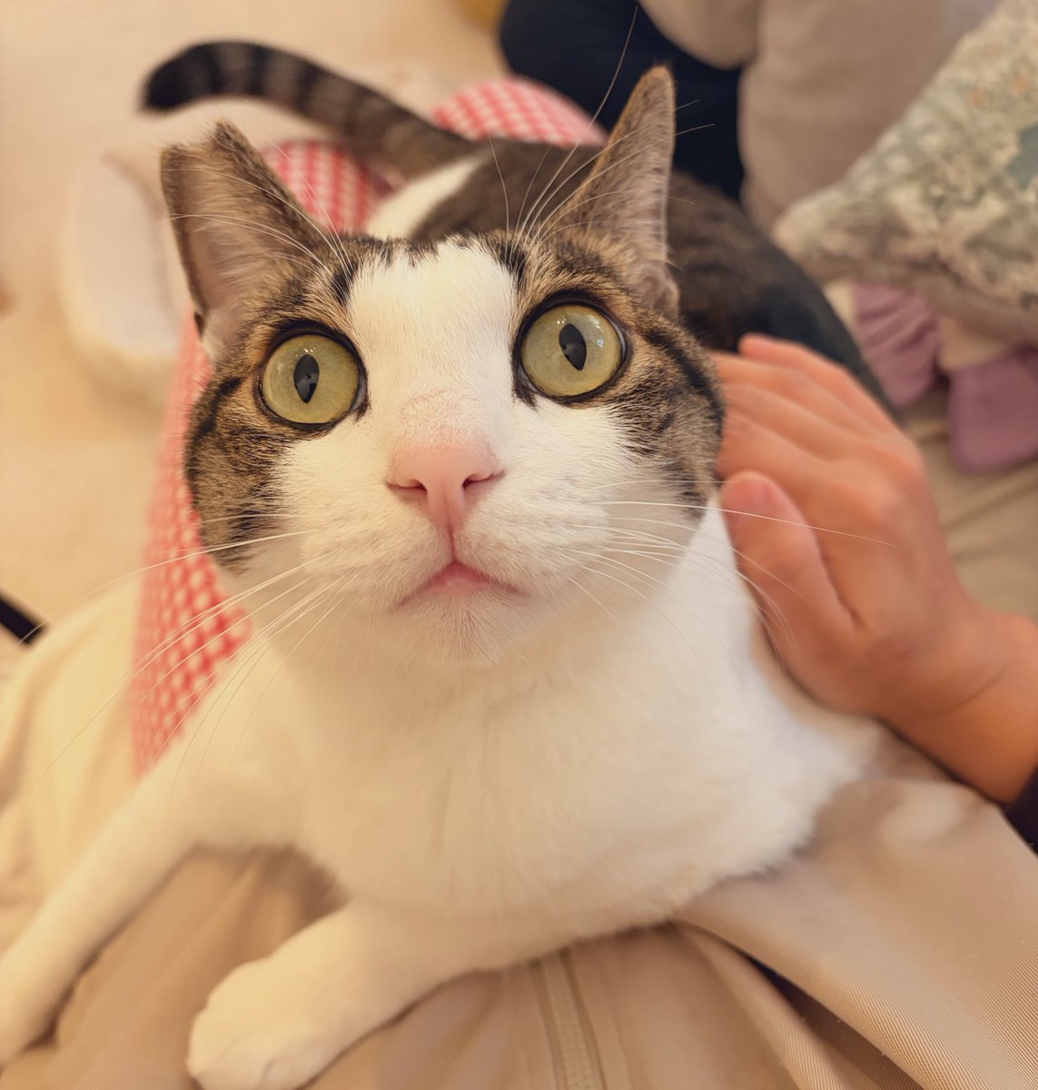 tsubamaru2's tweet photo. あまたれ猫さん🐈 https://t.co/dBcNPD3sMw