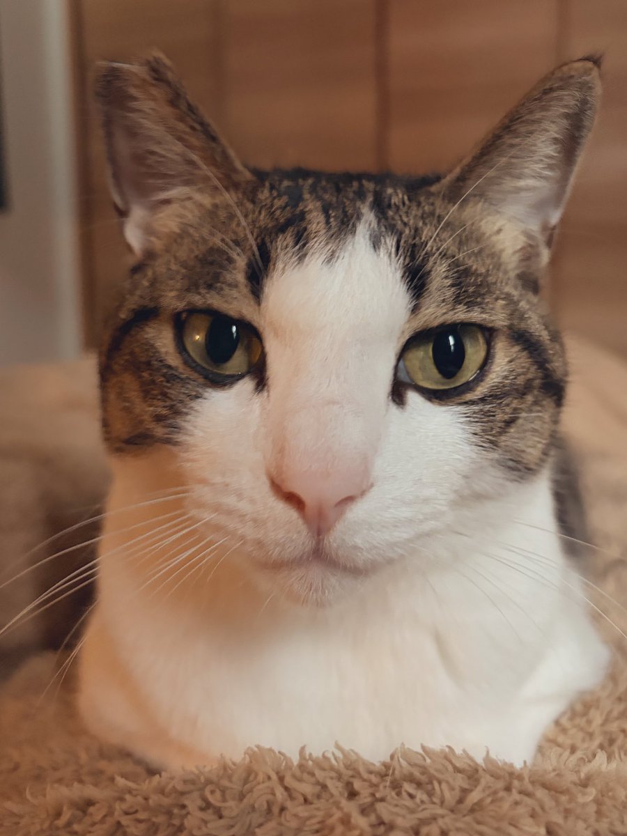 tsubamaru2's tweet photo. あまたれ猫さん🐈 https://t.co/dBcNPD3sMw