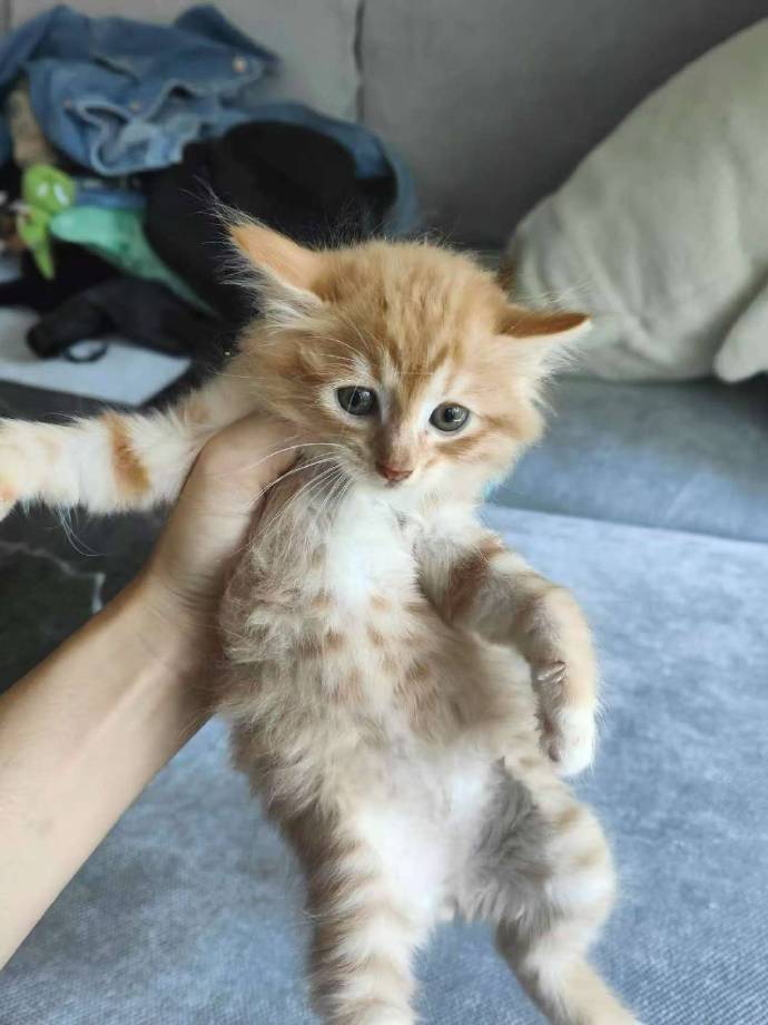 hinazou920's tweet photo. @alen86680697 绝了【宠物成长日记】从圆滚滚小奶猫到黏人小话痨，每一次舔毛、每一声喵呜都是藏在时光里的小惊喜～ 你家毛孩子最戳你的成长瞬间是啥？评论区聊聊呀！ https://t.co/sFDr1kBBzb