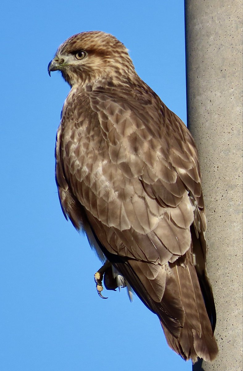 サジモト (@mi3_v9) / Posts / X