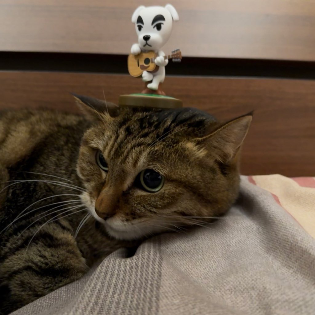 Micro 小熊猫(@xxm459259) / Posts / X