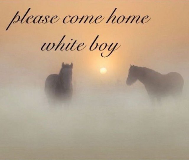 MaybeGone tweet media