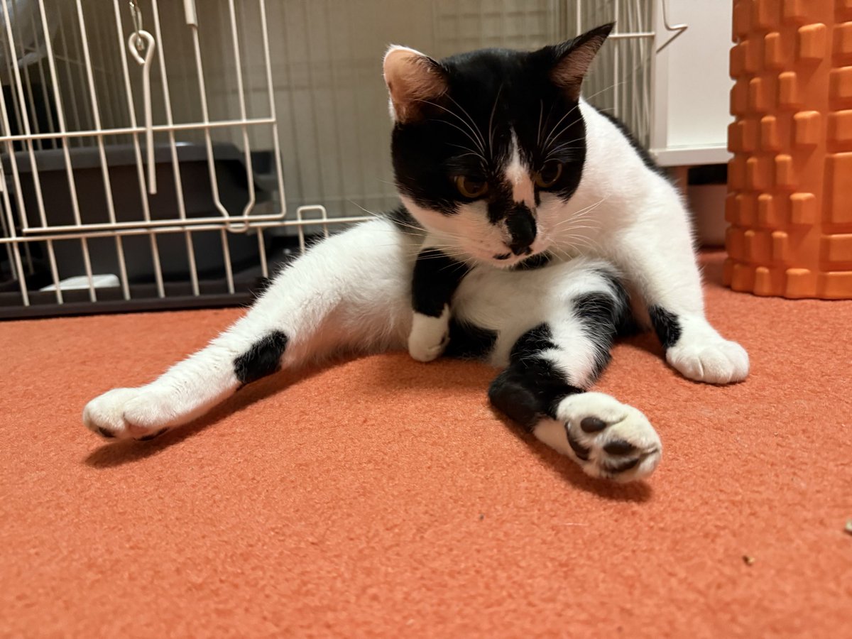 ハッチultimate thank you🌈🌈 ハッチは来て2日目くらいで 顔の横で