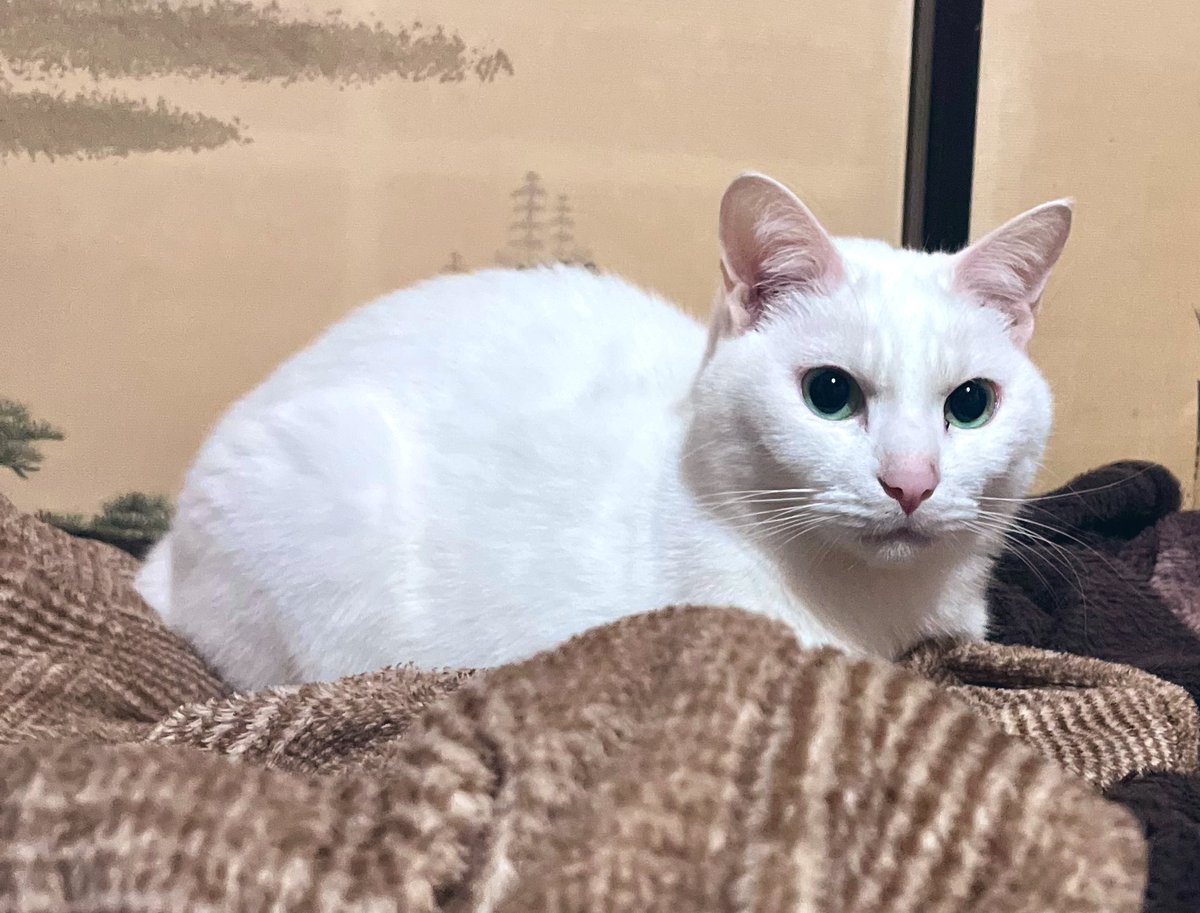 ランタン (@imi7Keys) / Posts / X