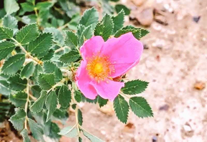 #सुप्रभात_जिंदगी  #जय_जय_श्री_राम सभी देशवासियों को 💛❤️