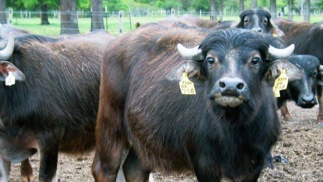 ‘Anadolu mandası’ maalesef ülkemizde sayıları  binli rakamlara düşen çok eski bir manda ırkımız. Nesilleri tükenmek üzere. oysa bu hayvan mevsim zorluklarına karşı dayanıklı, yem seçmeyen, şap gibi hastalıklara karşı çok dirençlidir. Sütü çok besleyici ve yenilebilecek en iyi