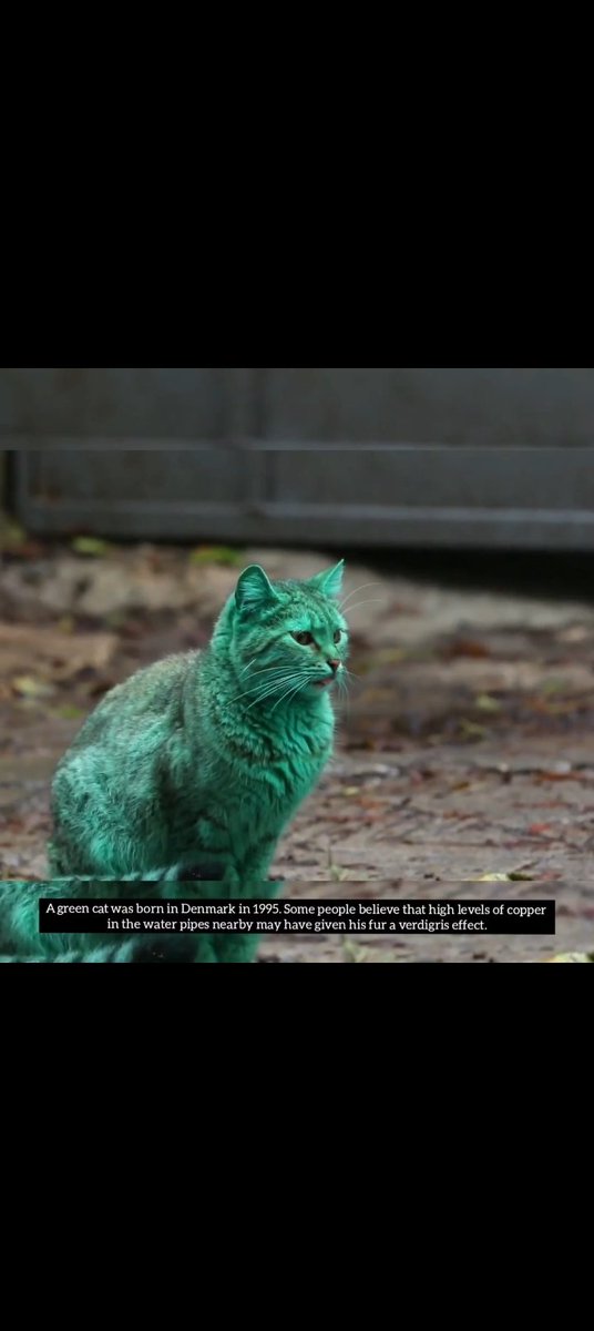 MuzamilKha45565's tweet photo. "Back in 1995, the first Green Cat showed upโฆ
People blamed the copper in the water โ
but truth is, he was just waiting for https://t.co/OM2FF5T1Rh ๐ข๐ฑ
Now heโs backโฆ and this time heโs taking ZERO Lโs ๐น๐ฅ"
#GreenCat #MemeCoin #CryptoComedy #PumpFun https://t.co/uRQnZ9hs3C