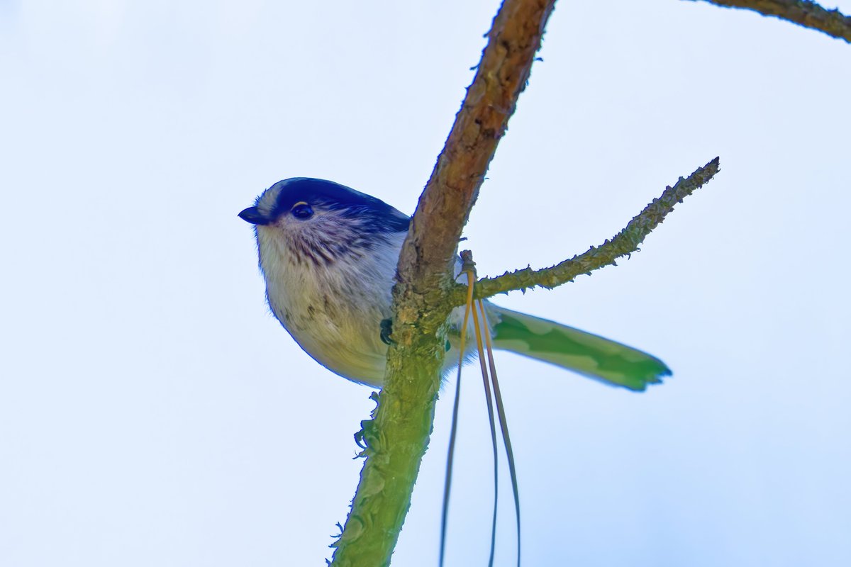 giveo212121's tweet photo. #DxoPhotoLab8
#FE 600mm F4 GM OSS + 1.4X Teleconverter
#これソニーで撮りました
#SonyAlpha https://t.co/QXbGbi4inh