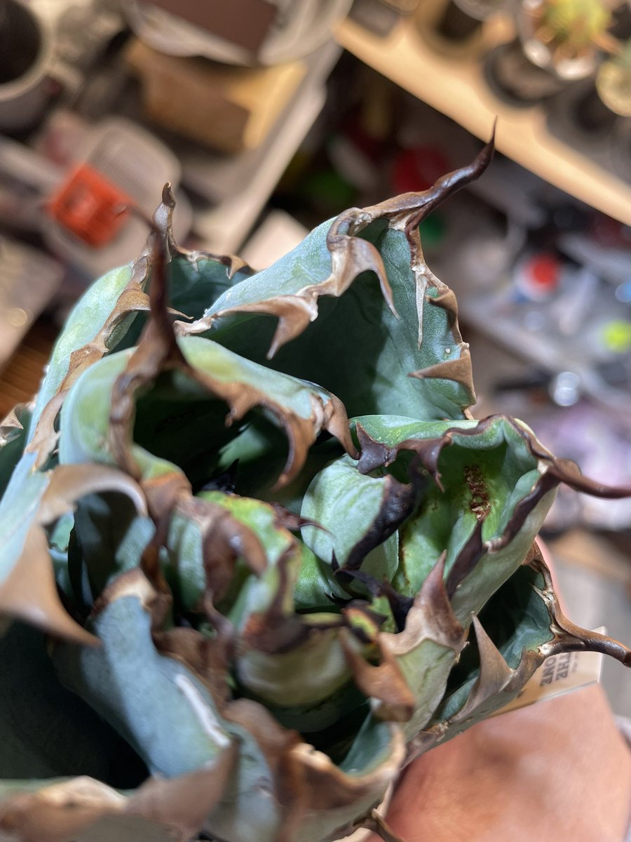 植育より植欲【ともplants】 tweet media