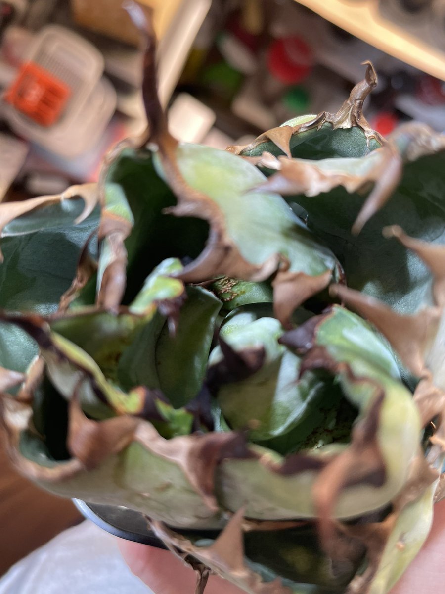 植育より植欲【ともplants】 tweet media