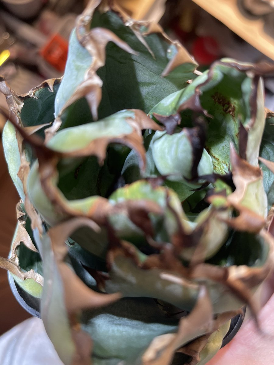 植育より植欲【ともplants】 tweet media