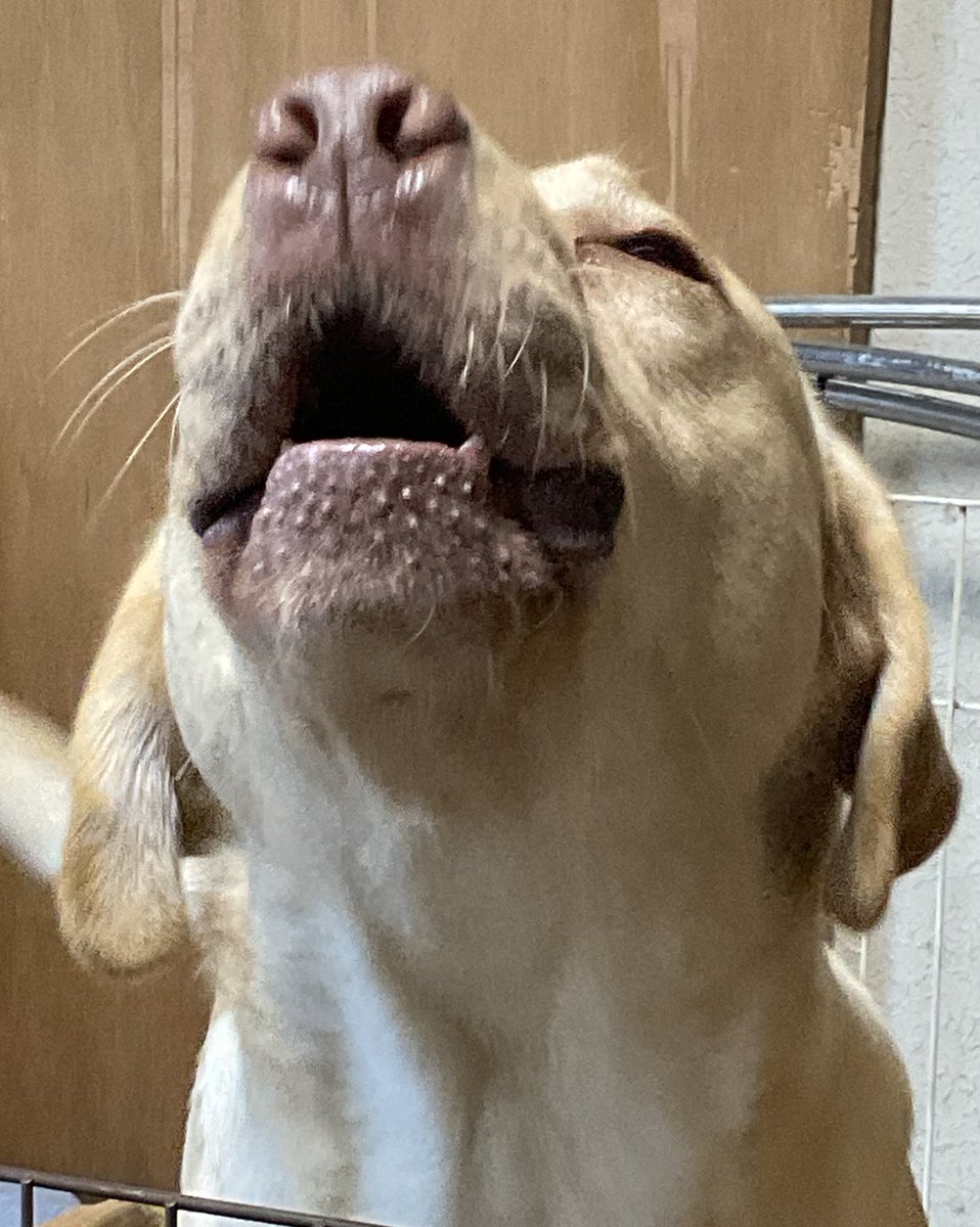 インフルコロナ予防にしばらくドッグラン行かないからと犬に伝えたらこの顔
散歩はしてやるから…… 