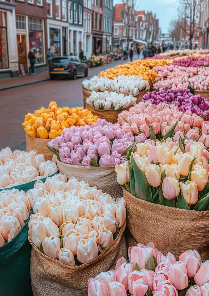 𝓣𝓱𝓮𝓑𝓵𝓸𝓼𝓼𝓸𝓶𝓢𝓽𝓾𝓭𝓲𝓸 (@phollukidukaan) on Twitter photo 