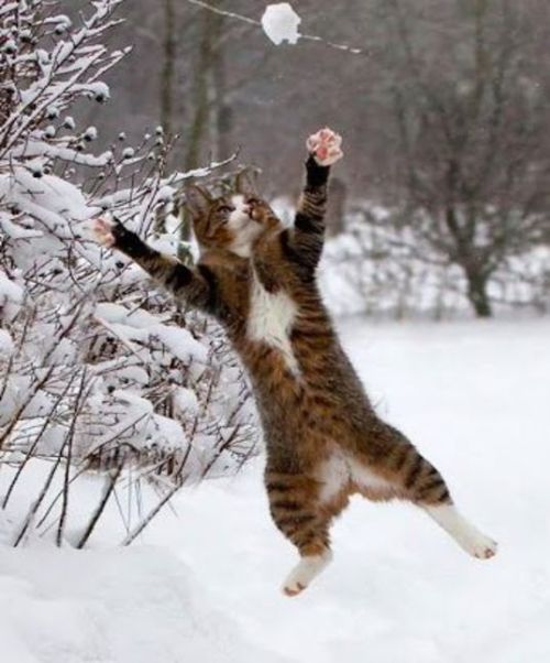rose__kt_'s tweet photo. แมวแล้ว แมวอยู่ แมวต่อ🫳🏼🐱 ❄️ https://t.co/WqGayt5GOu